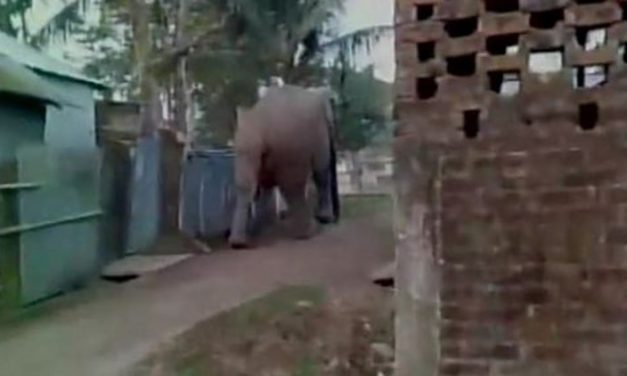 Elephant Attacks Indian Village – India may be Asia's Florida