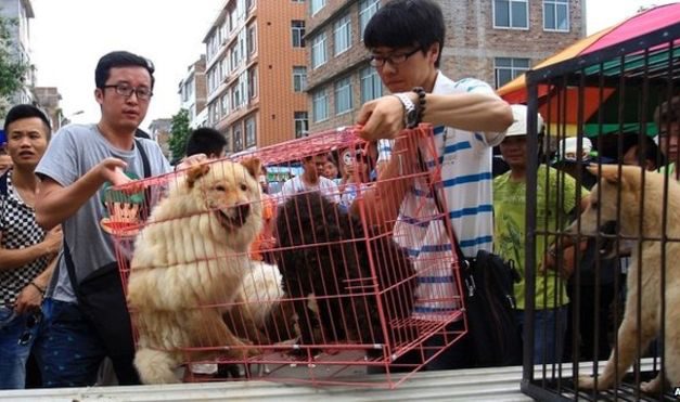 Stop the Dog Meat Festival
