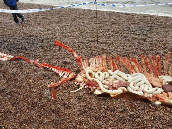 Someone in Scotland Plays Worst Prank Ever