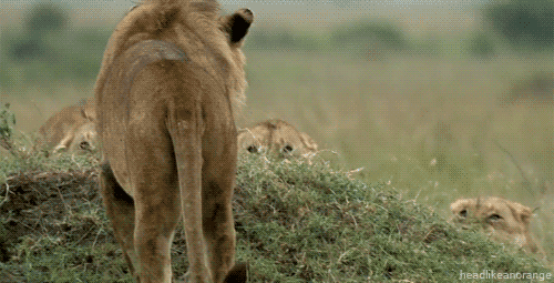 Been a Rough Week – how about some Animal Gifs?