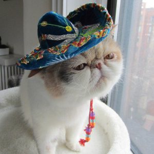 A cat in a sombrero