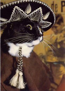 Black cat in a black sombrero