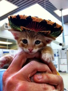 Tiny orange kitten in a sombrero