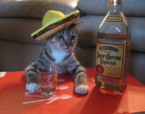 Cat in a sombrero with a bottle of tequila