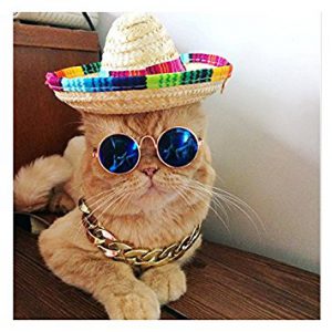 A cat in a sombrero with John Lennon glasses