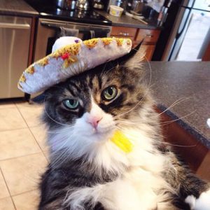 A fluffy cat in a sombrero