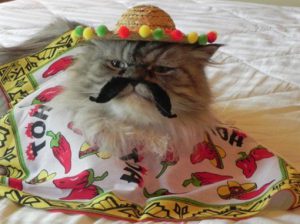 A Persian cat in a sombrero and a mustache
