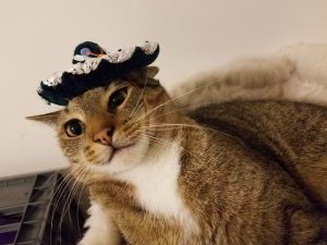 A cat with a sombrero