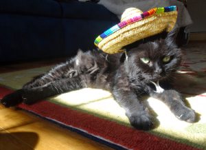 A cat in a sombrero