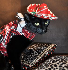 A black cat in a red sombrero
