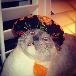 A horrified cat in a sombrero