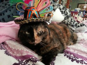 Cat in a sombrero